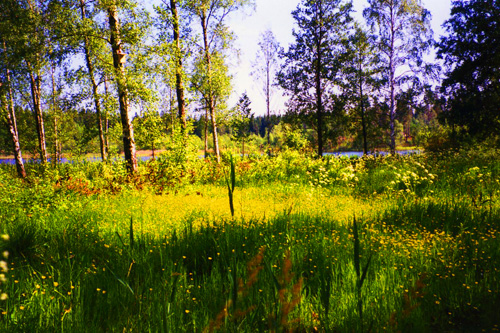 Ängen